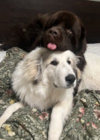 two dogs laying on a bed with their tongues out